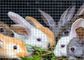 Tavşan Kafesi İçin Paslanmaz 48x100 Donanım Kumaş Rulo Galvanizli Hasır Rulo