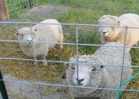 Tarım ve Hayvancılıkta Sıcak Daldırma Galvanizli Kaynaklı Hasır