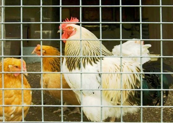 15m 20m 30m Paslanmaz Çelik Kaynaklı Tel Örgü Tavuk Kafesi veya Çit Olarak Kullanılır
