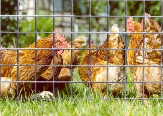 Elektrikli galvanizli 50M yuvarlak uzunluğu ve 0,5m genişliğinde hayvan çitleri için kaynaklı tel örgütü